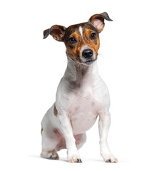 Jack russell terrier sitting and looking at camera on white background