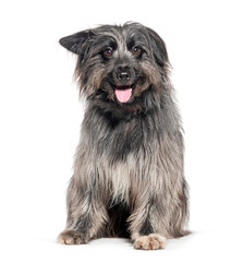 Pyrenean Shepherd sitting and looking at the camera, Isolated on white