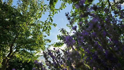 Bottom view through green bushes and tree branches to the sky
