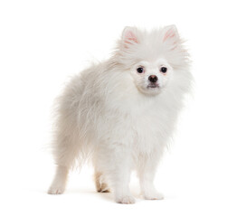 Standing Four months old puppy whitePomeranian looking at the camera , isolated