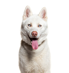 Head shot of a white Siberian Husky panting and facing at the camera, isolated on white