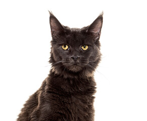 Head shot portrait of a Maine coon cat, isolated on white