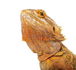 Bearded Dragon , Pogona vitticeps, isolated on white