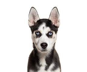 Young husky dog posing in a studio, looking at camera with blue eyes, white background