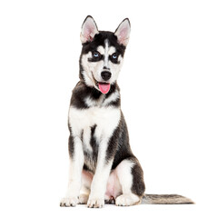 Husky puppy panting and sitting on white background