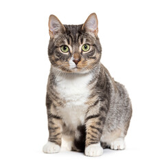 Obraz premium European shorthair cat sitting and looking at camera on white background