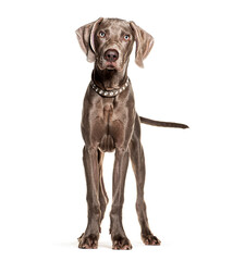 Young weimaraner dog standing and looking forward