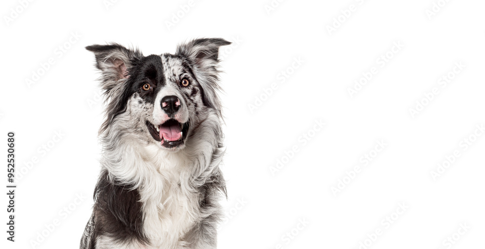 Poster head shot of a alert border collie seated on white background