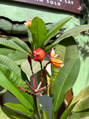 Plant in the garden | Closeup leaves in the garden