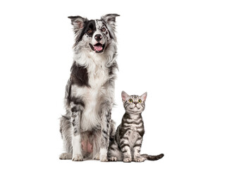 Obraz premium Attentive border collie dog sitting next to a tabby kitten, looking away, isolated on white