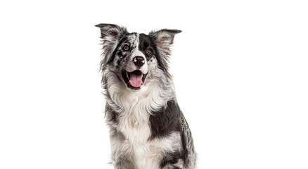 Fototapeta premium Head shot of a Alert border collie seated on white background