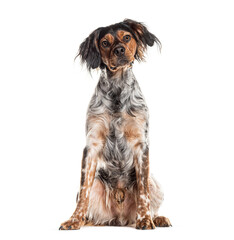 Brittany Spaniel sitting on white background and looking at camera