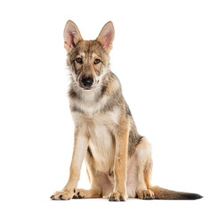 Sarloos wolfdog sitting and looking attentive on a white background