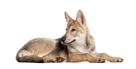 Sarloos wolfdog lying down and looking away, isolated on white