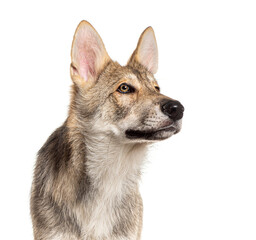 Portrait headshot of a Sarloos wolfdog looking up with curiosity, Isolated on white