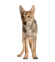 Sarloos wolfdog standing on a white background