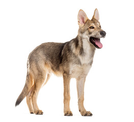 Side view portrait of a Sarloos wolfdog panting, Isolated on white