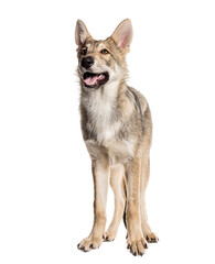 Sarloos wolfdog standing on a white background and looking up with mouth open