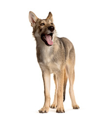 Sarloos wolfdog standing on a white background, panting with open mouth