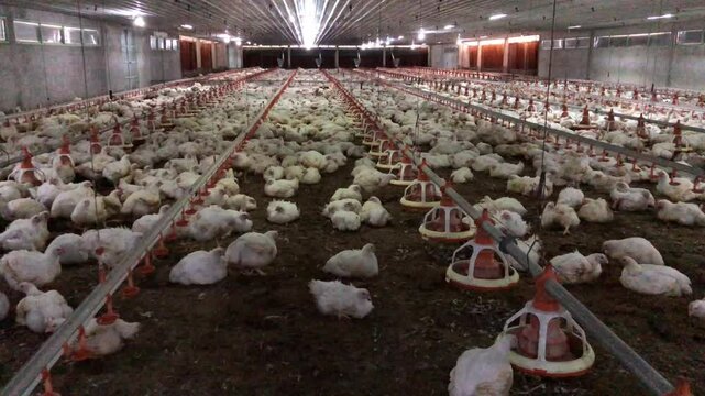 Broiler poultry white red horn breed in industrial farm