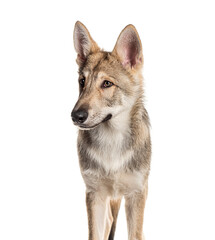 Obraz premium Sarloos wolfdog standing and looking away, Isolated on white