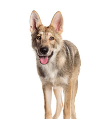Sarloos wolfdog standing and panting, Isolated on white