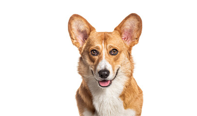 Panting Welsh corgi Cardigan looking at the camera, Isolated on white