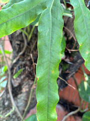 Plant in the garden | Closeup leaves in the garden