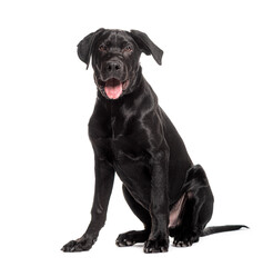 Black labrador retriever puppy dog sitting and panting on white background