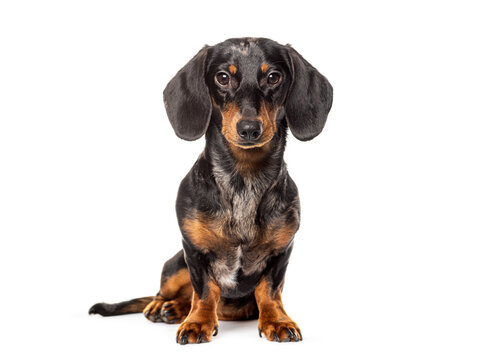 Sitting dachshund looking at the camera, isolated on white