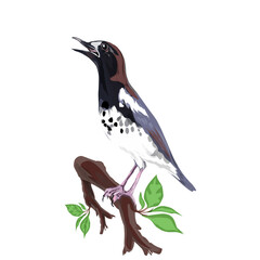 a magpie bird perched on the tip of a tree branch without a background