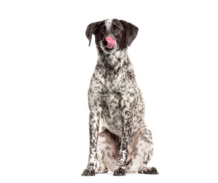 Cute black and white dog with tongue out sitting and licking his nose - Powered by Adobe