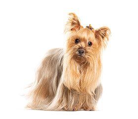 Yorkshire terrier sitting and looking forward on white background