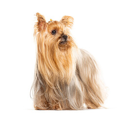 Yorkshire terrier with long hair standing and looking up, isolated on white