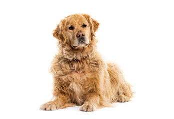Full body of Old senior Golden retriever dog graying lying down and looking away, isolated on white © Eric Isselée