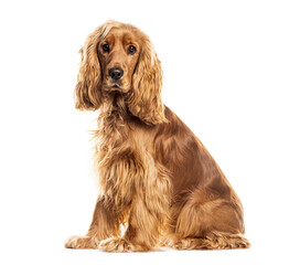 English cocker spaniel dog sitting and looking forward at the camera on white background