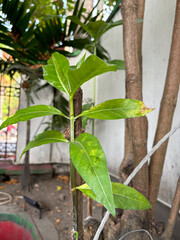 Plant in the garden | Closeup leaves in the garden