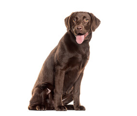 Chocolate labrador retriever panting and sitting on white background