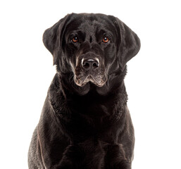 Portrait close up of a Old Senior greying black Labrador retriever looking at the camera, isolated on white