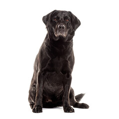 Old Senior greying black Labrador retriever looking at the camera, isolated on white