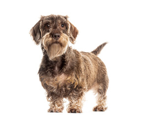 Wire haired dachshund standing and looking curious