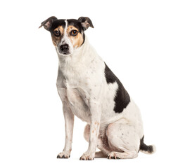Alert mixed breed dog sitting on white background