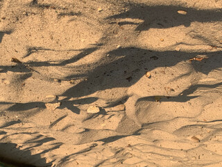 sand dune in the desert