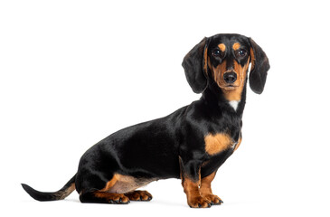 Adorable dachshund dog sitting and posing in studio