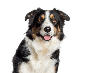 Happy border collie dog sitting and panting, isolated on white background