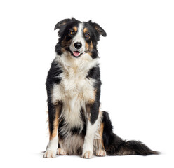 Happy black and tan border collie dog sitting and looking at camera isolated on white