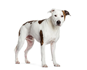 American staffordshire terrier standing and looking alert on white background