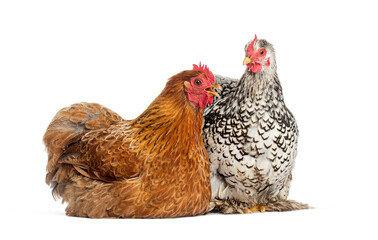 Two hens posing on a white background