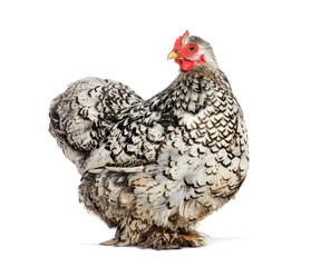 Beautiful Cochin hen standing in profile on white background