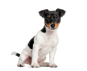 Jack russell terrier sitting and looking attentive, isolated on white